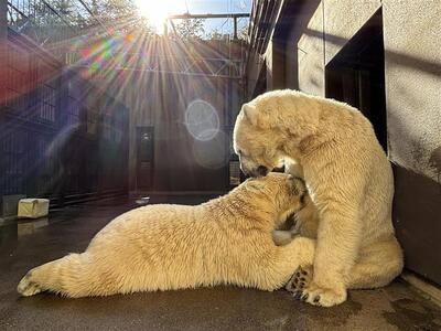 ホッキョクグマの親子