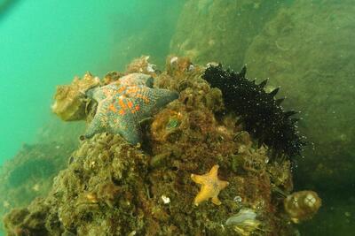 山下公園前海域の海底景観の写真