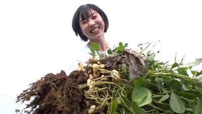 画像：繭玉落花生をもぎとるナビゲーター