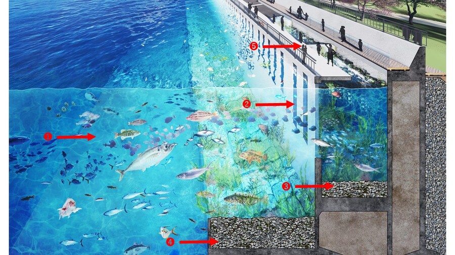 Image diagram of bio-symbiotic seawall