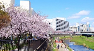 戸塚区柏尾川桜並木保全・再生事業