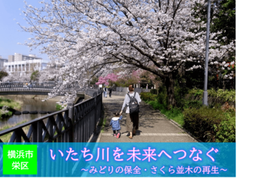 吉田兼好の歌にも詠まれた「いたち川」を未来へ ～栄区いたち川のみどりの保全・さくら並木の再生～