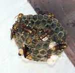 アシナガバチの巣の写真