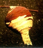 スズメバチ初期の巣の写真