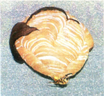 スズメバチ初期の巣の写真