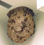 スズメバチの終期の巣の写真