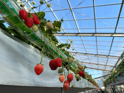 最優秀賞副賞いちご狩り