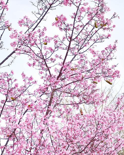 メジロと花の写真
