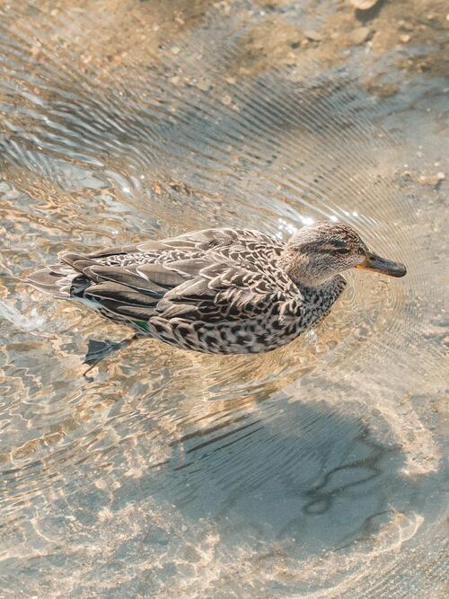 カモが川を泳いでいる写真