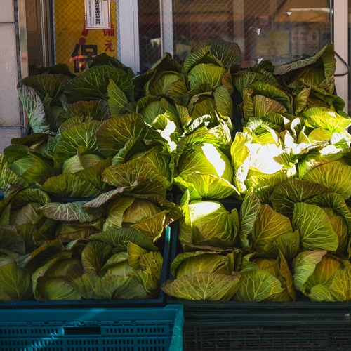 店先に並ぶキャベツの写真