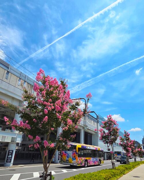 星川駅前にサルスベリが咲いている写真