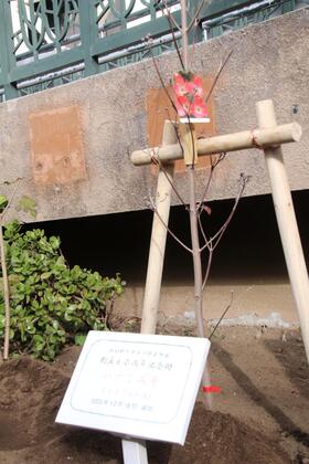 区役所前ハナミズキ