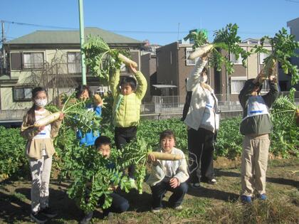 大根収穫