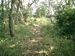 Image of the first forked path in the forest