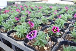 カリブラコアの画像