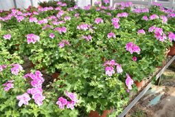 ぺラルゴニウムの画像