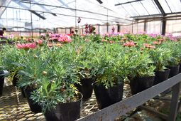 マーガレットの画像