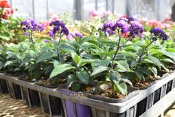 ヘリオトロープの画像