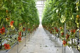 温室で栽培されているトマト