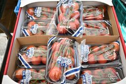 袋詰めされた房採りトマト