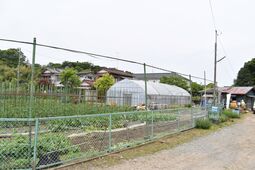 直売所に隣接する畑の様子