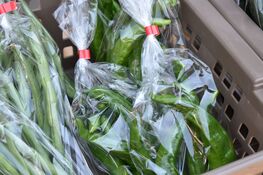 万願寺唐辛子の画像