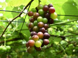 ぶどう畑の様子