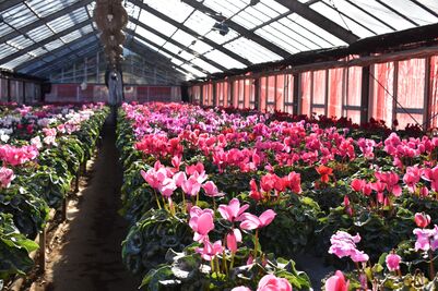 温室の中の並ぶ「シクラメン」