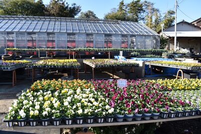 すみれの苗など