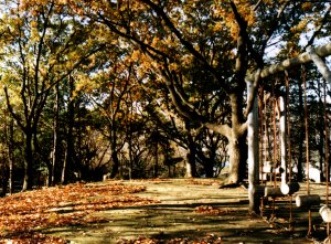 秋の常盤公園の写真