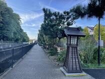 松並木プロムナードの写真