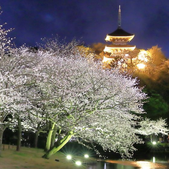 三溪園　桜ライトアップ2026