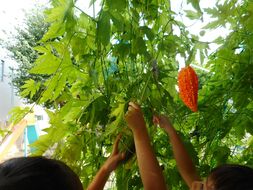 幼稚園的兒童正在庭園培養花以及蔬菜。