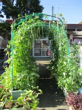 In Yokodai-Daini Nursery School, we build a green tunnel in the garden to get familiar with greenery.