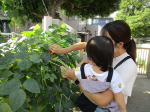 園児は園庭で花や野菜を育てています。