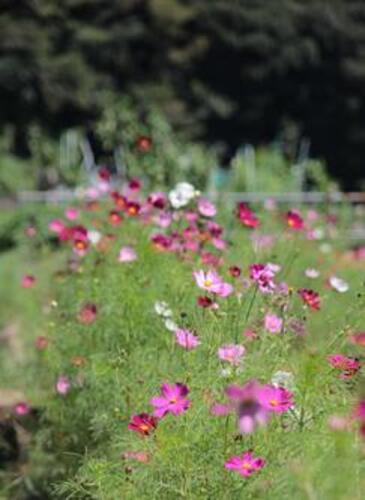 Cosmos in Hitorizawacho