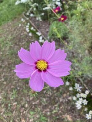 Cosmos de Yokodai el parque sur