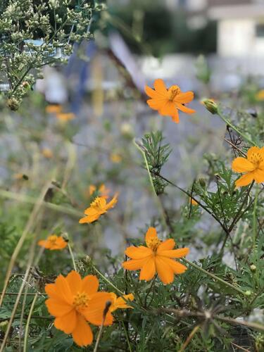 Cosmos at Isogo Koshigoe Park