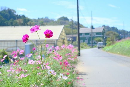 Cosmos in Hitorizawa Agricultural Area