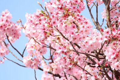 Photographs of cherry blossoms