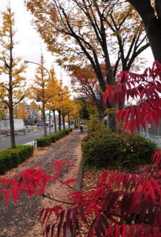 森3丁目町営プール前の紅葉
