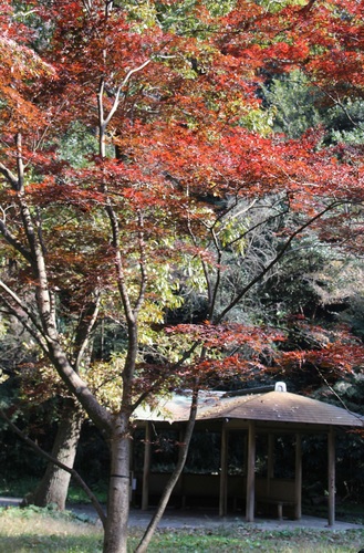 久良岐能舞台庭園の紅葉