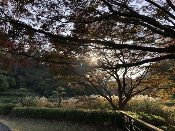 久良岐公園の紅葉