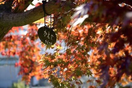 Es Negishi; pierde; las hojas coloreadas del parque