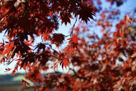 Es Negishi; pierde; las hojas coloreadas del parque