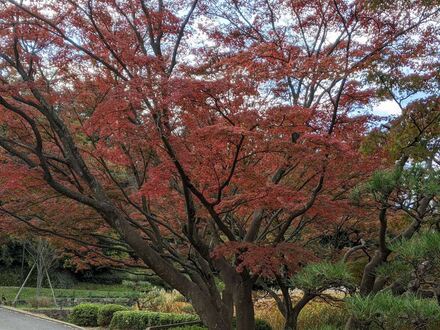 久良岐公園内小池の前の紅葉