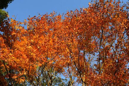 久良岐公園の紅葉