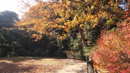 坪呑公園の紅葉