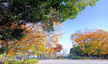 磯子谷第二公園の紅葉