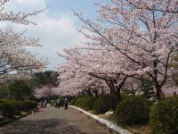 久良岐公園の桜の写真